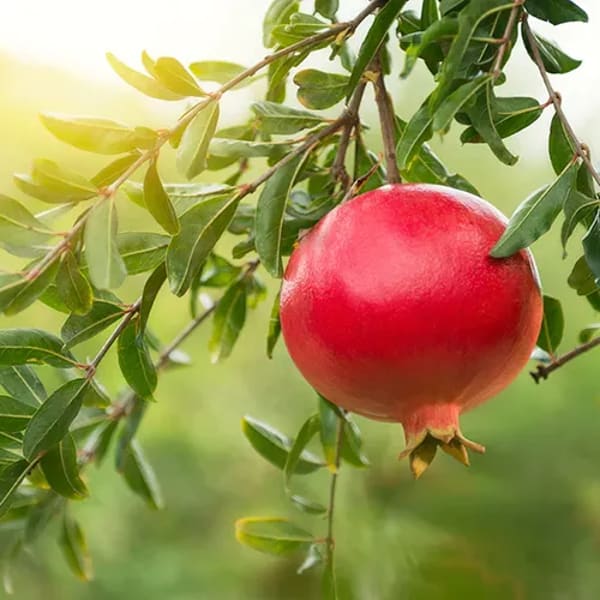 Eversweet Pomegranate Plant | Dwarf and Hybrid Plants