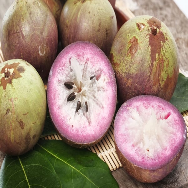 Milk Fruit Plant Hybrid | Dwarf and Hybrid Plants