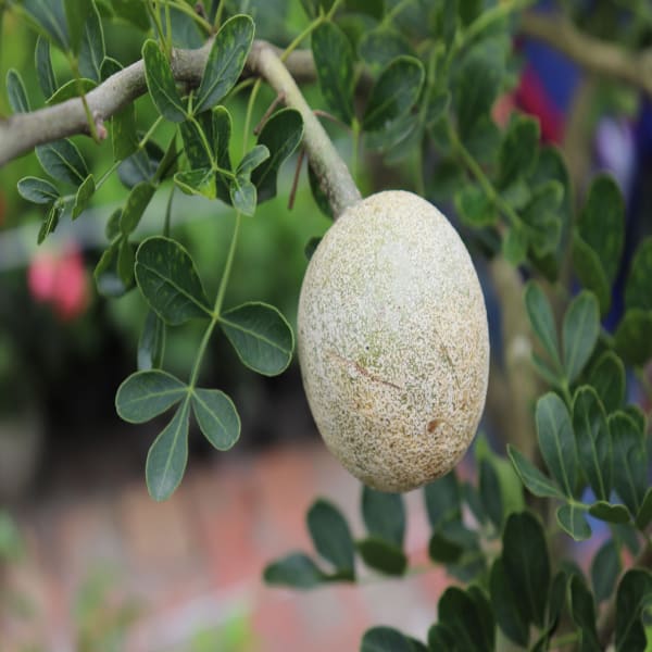 All Time Wood Apple Plant| Dwarf and Hybrid Plants