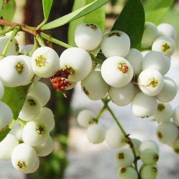 Cat Eye Fruit Plant | Dwarf and Hybrid Plants