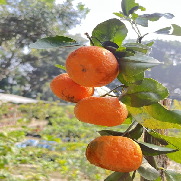 Raw Sweet Orange Plant | Dwarf and Hybrid Plants
