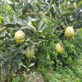 Variegated Malta Orange Plant | Dwarf and Hybrid Plants