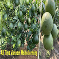 Vietnam All Time Malta Orange Plant | Dwarf and Hybrid Plants