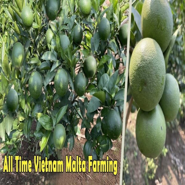 Vietnam All Time Malta Orange Plant | Dwarf and Hybrid Plants
