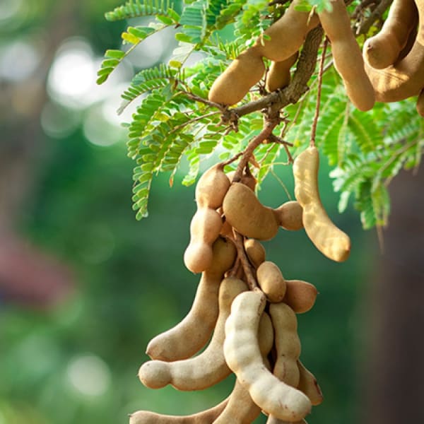 All Time Sweet Tamarind Plant | Dwarf and Hybrid Plants