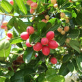 Karanda Fruit Plant | Dwarf and Hybrid Plants