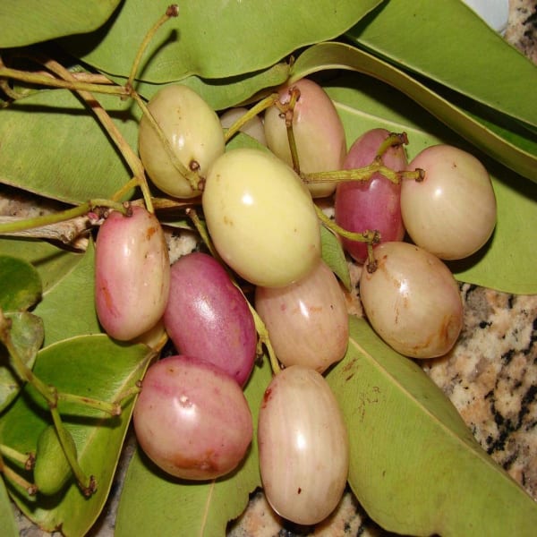 White Java Pulm Plant | Dwarf and Hybrid Plants