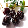 Black Surinam Cherry Fruit Plant | Dwarf and Hybrid Plants