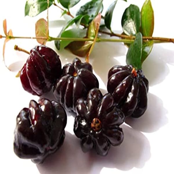 Black Surinam Cherry Fruit Plant | Dwarf and Hybrid Plants