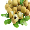 Longan Fruit Plant | Dwarf and Hybrid Plants