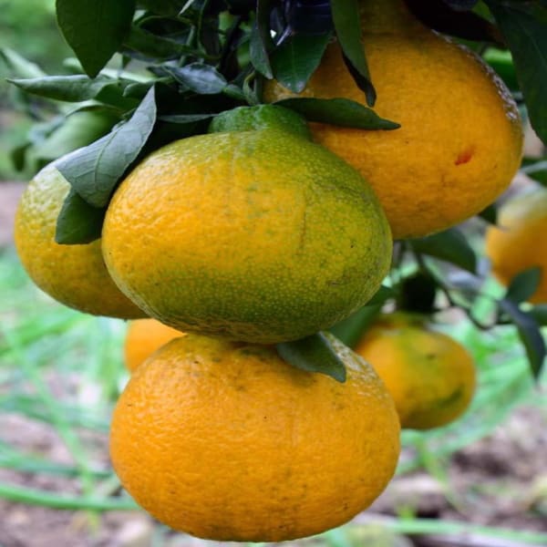 Dekopon Orange Plant | Dwarf and Hybrid Plants