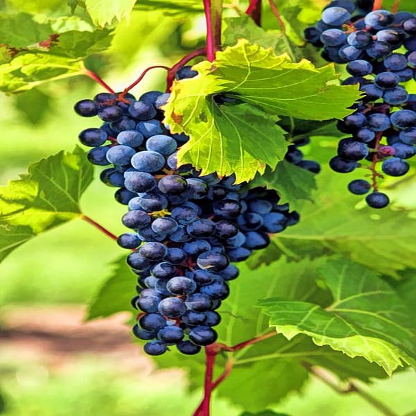Black Grapes Plant Thai Verity Seedless| Dwarf and Hybrid Plants