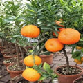 Chatuki Orange Plant | Dwarf and Hybrid Plants