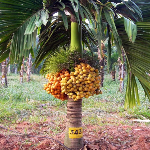 Betel Nut Dwarf Plant | Dwarf and Hybrid Plants