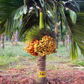 Betel Nut Dwarf Plant | Dwarf and Hybrid Plants