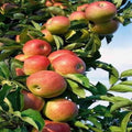 Hrmn-99 Apple Plant| Dwarf and Hybrid Plants