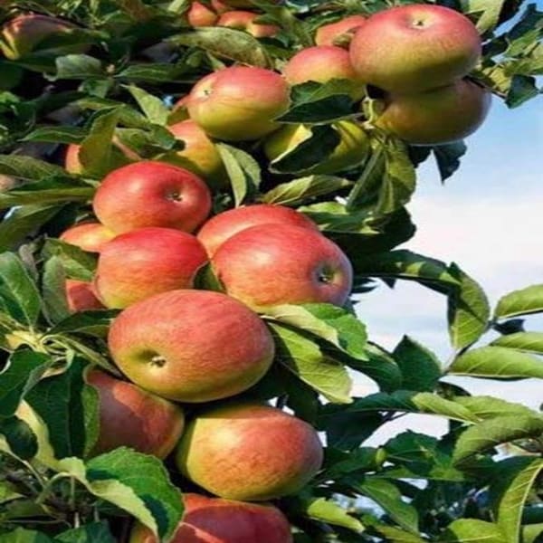 Hrmn-99 Apple Plant| Dwarf and Hybrid Plants