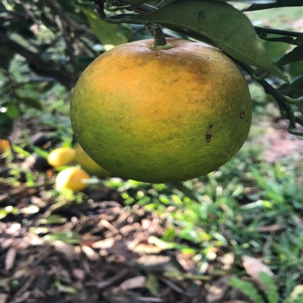 Big Green Orange Plant | Dwarf and Hybrid Plants