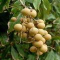 Longan Fruit Plant (Non Grafted)| Dwarf and Hybrid Plants