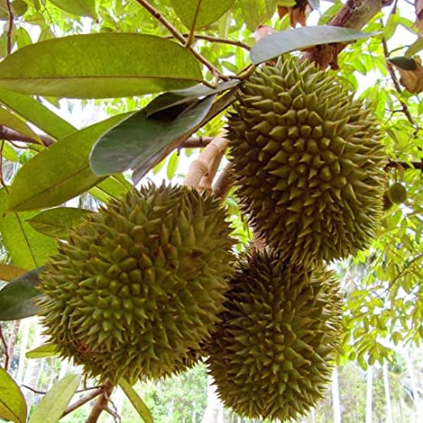 Durian Fruit Plant| Dwarf and Hybrid Plants