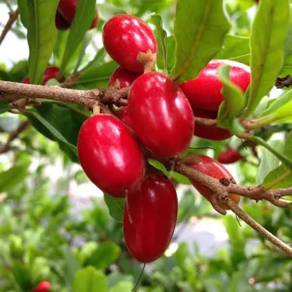 Miracle Fruit Plant| Dwarf and Hybrid Plants