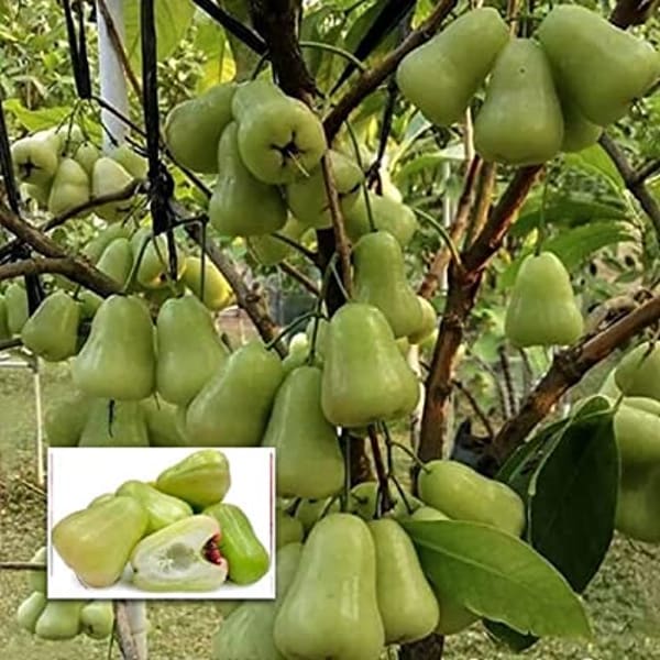 Thai Verity Green Wax Apple Plant| Dwarf and Hybrid Plants