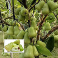 Thai Verity Green Wax Apple Plant| Dwarf and Hybrid Plants