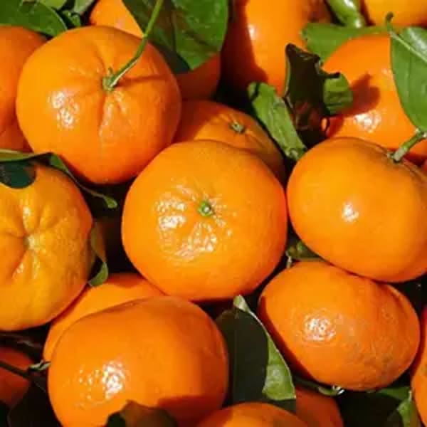 Chinese Orange Plant | Dwarf and Hybrid Plants
