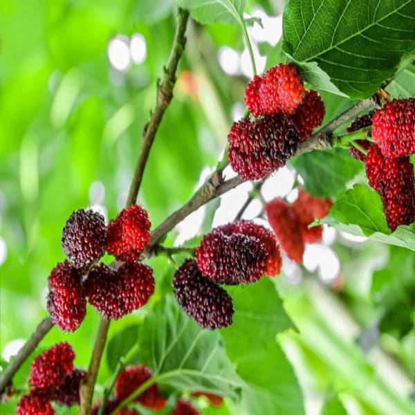 Mulberry Plant Hybrid | Dwarf and Hybrid Plants