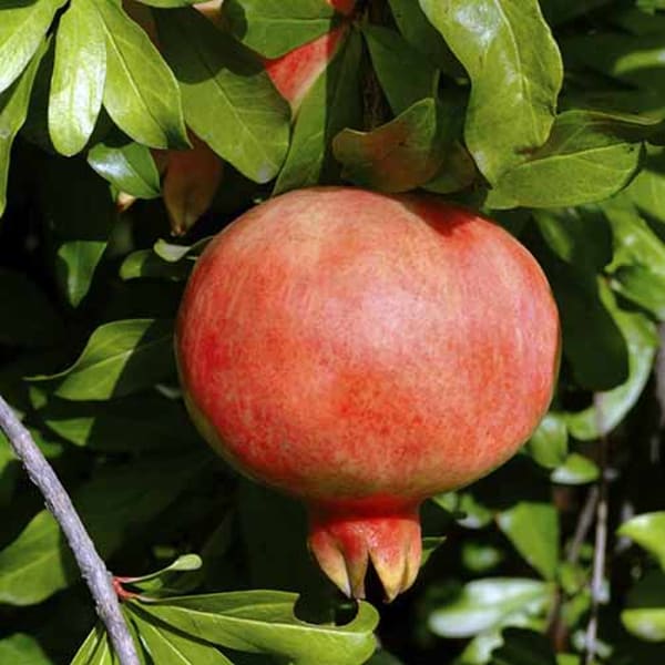 Kazake Pomegranate Plant | Dwarf and Hybrid Plants