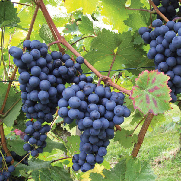 Thai Verity Seedless Grafting Black Grapes Plant| Dwarf and Hybrid Plants