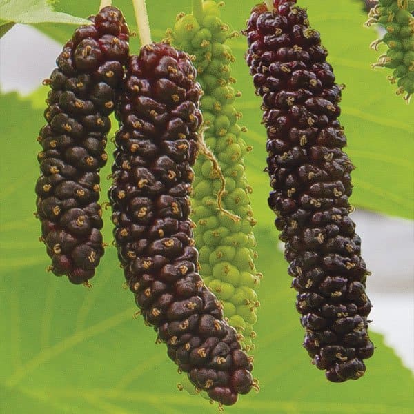 Long Mulberry Fruit Plant Hybrid| Dwarf and Hybrid Plants