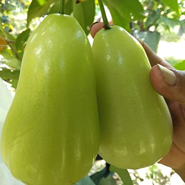 Thai Verity Green Wax Apple Plant| Dwarf and Hybrid Plants