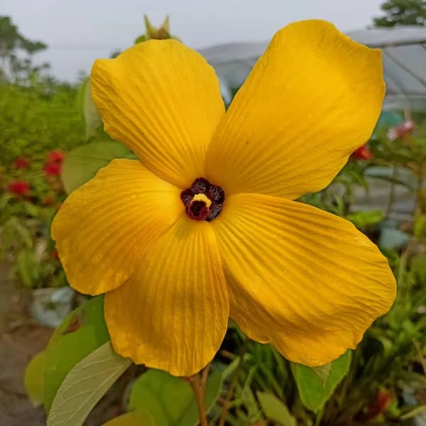 YELLOW LAND LOTUS