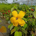 YELLOW LAND LOTUS