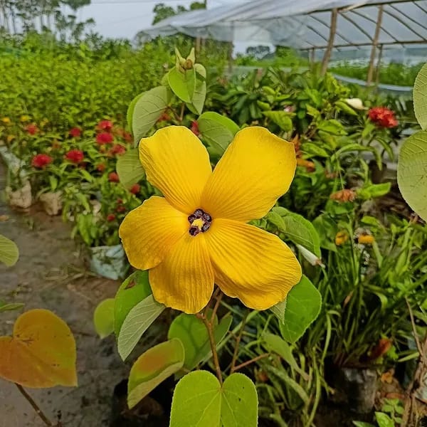 YELLOW LAND LOTUS