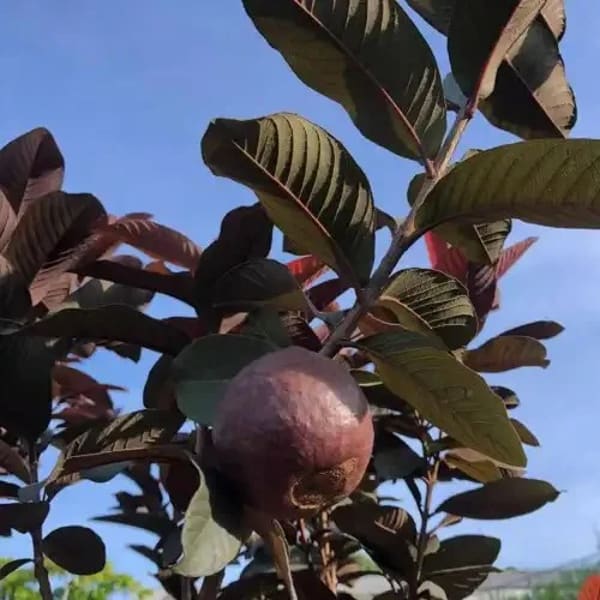 Malaysian Red Guava Plant| Dwarf and Hybrid Plants