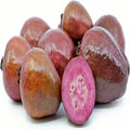 Malaysian Red Guava Plant| Dwarf and Hybrid Plants