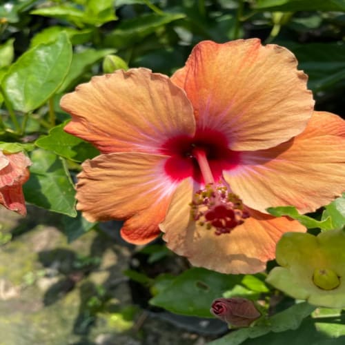 Hybrid Hibiscus Flower Plant | Dwarf and Hybrid Plants