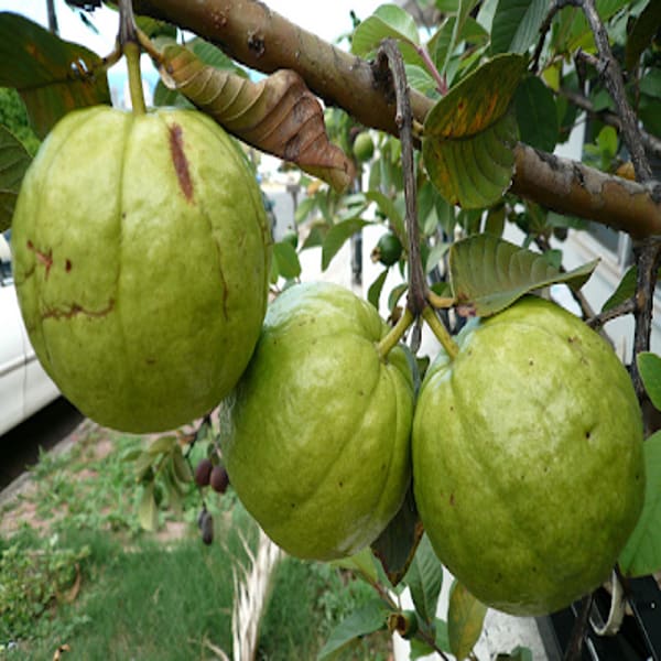 Thai-7 Guava Plant| Dwarf and Hybrid Plants