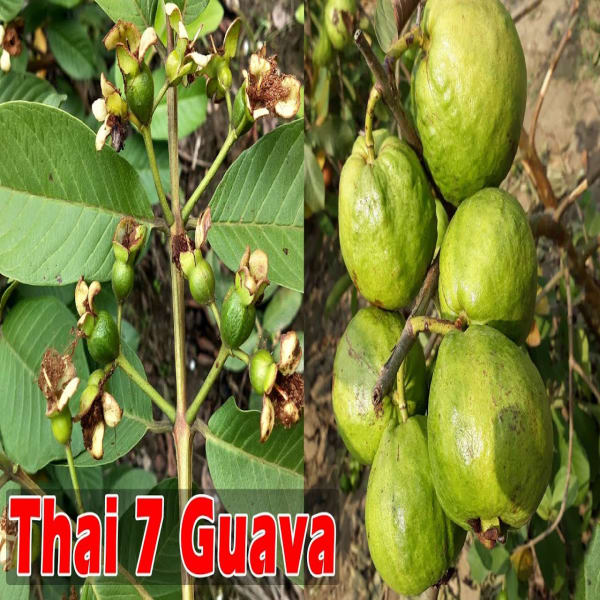 Thai-7 Guava Plant| Dwarf and Hybrid Plants