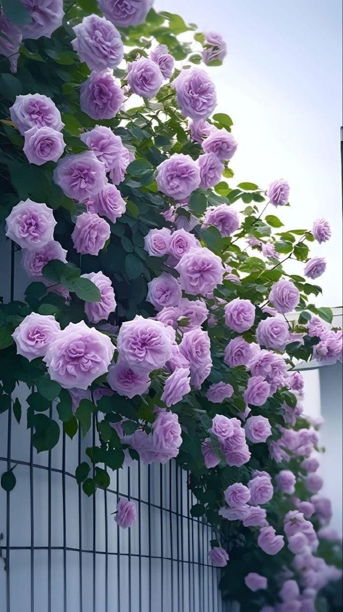 Hybrid Rose Flower Plant | Dwarf and Hybrid Plants