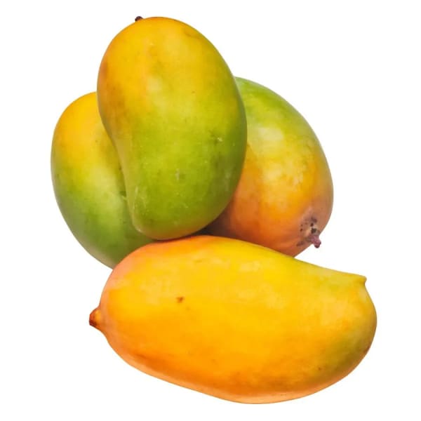 Keshari Mango Plant | Dwarf and Hybrid Plants