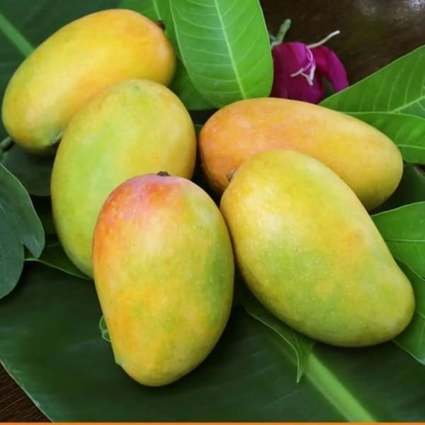 Keshari Mango Plant | Dwarf and Hybrid Plants
