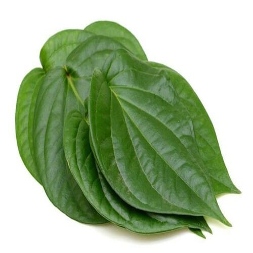 Betel Leaf | Medicinal Plants | Paan Patta