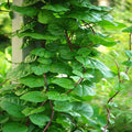 Betel Leaf | Medicinal Plants | Paan Patta