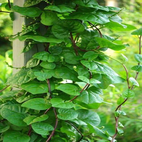 Betel Leaf | Medicinal Plants | Paan Patta