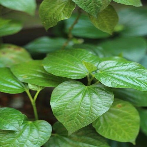 Betel Leaf | Medicinal Plants | Paan Patta