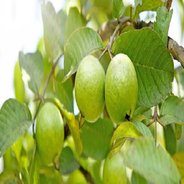 Punjab Guava Plant | Dwarf and Hybrid Plants