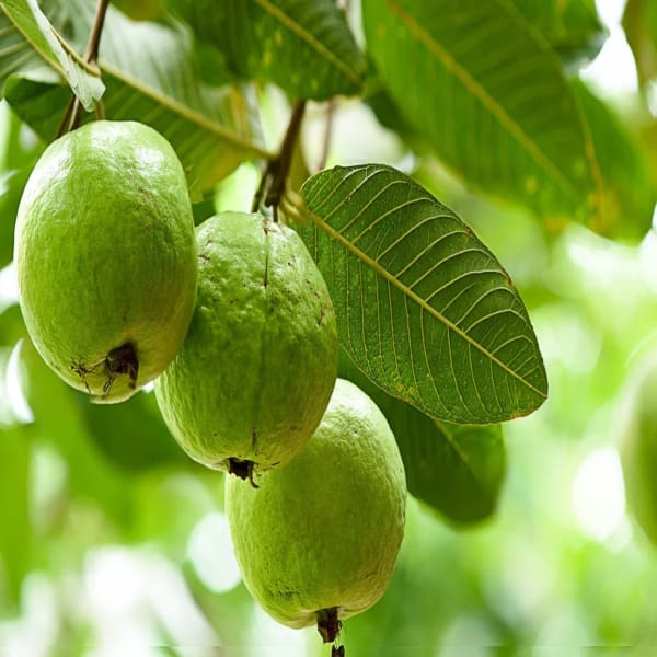 Punjab Guava Plant | Dwarf and Hybrid Plants